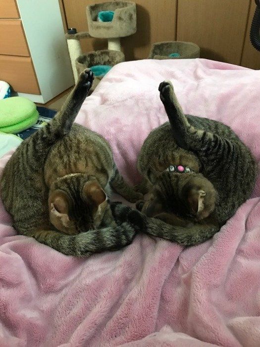シンクロするキジトラ