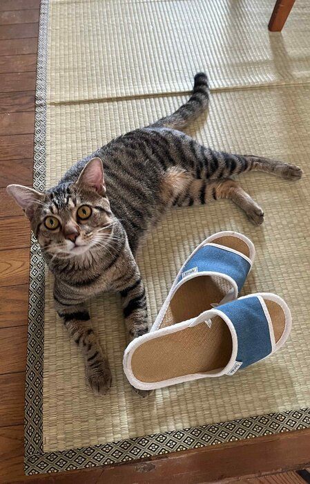 畳の上でくつろぐ1才の猫