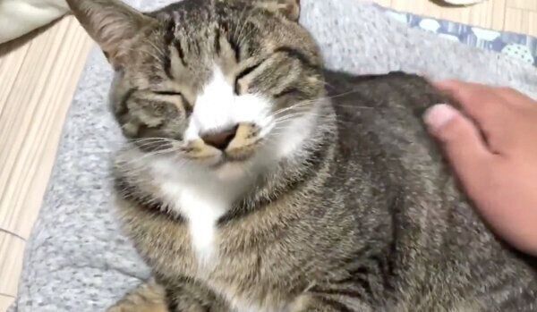 飼い主さんの膝の上で暖まるちゃむのすけくん