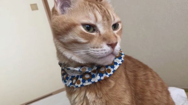 起きる猫