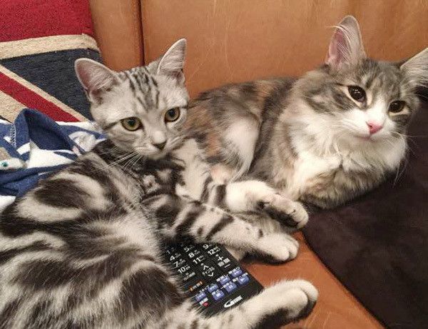 見つめる猫