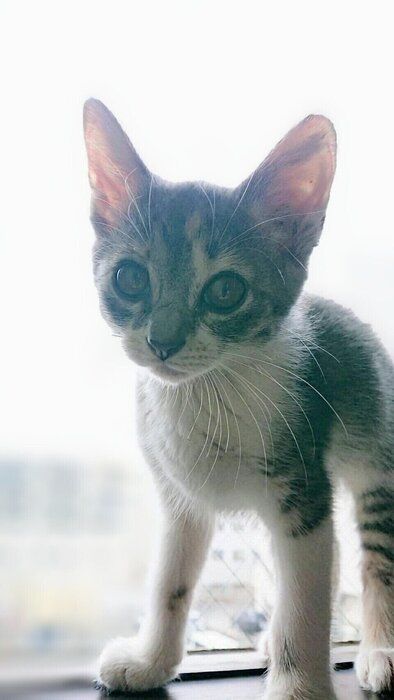 窓辺にいる子猫