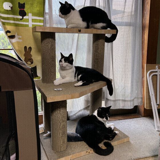 猫タワーに上る日本ネコ3匹