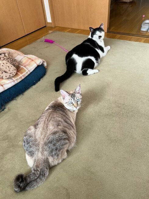 振り返る2匹の猫