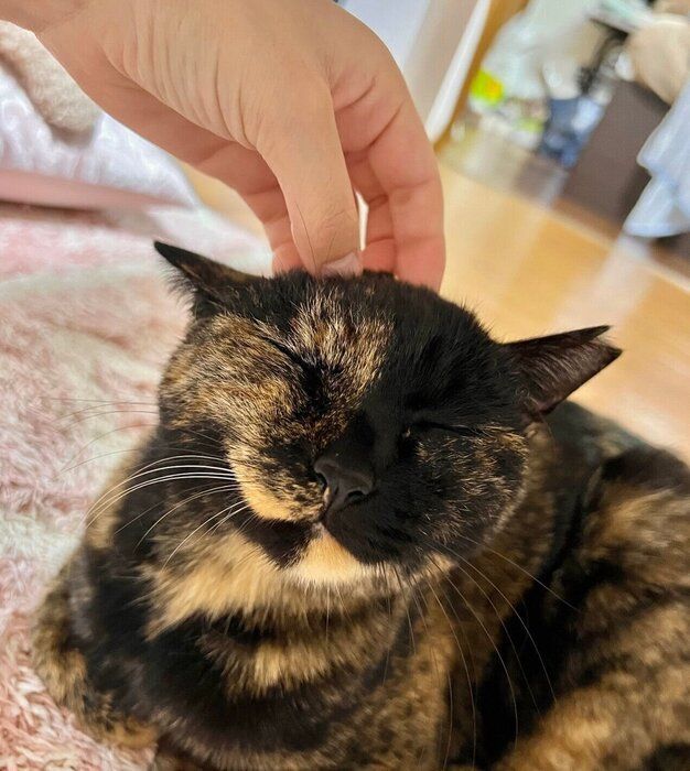 なでられて嬉しそうなくるみちゃん