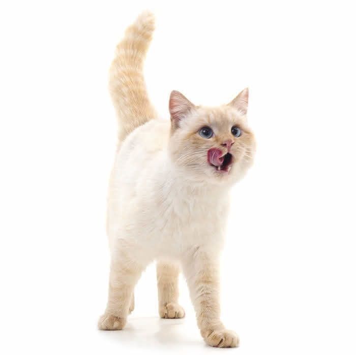 しっぽを立てて歩く猫