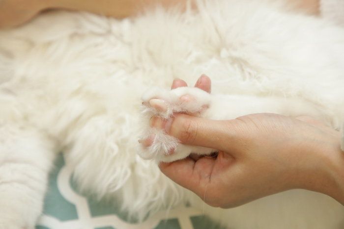 画像/「ねこのきもち」2018年11月号