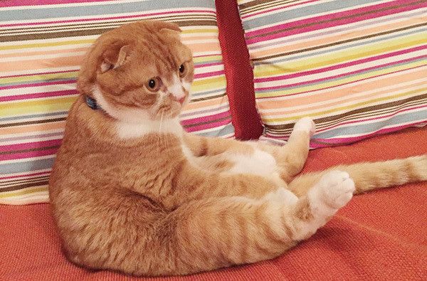 座る猫