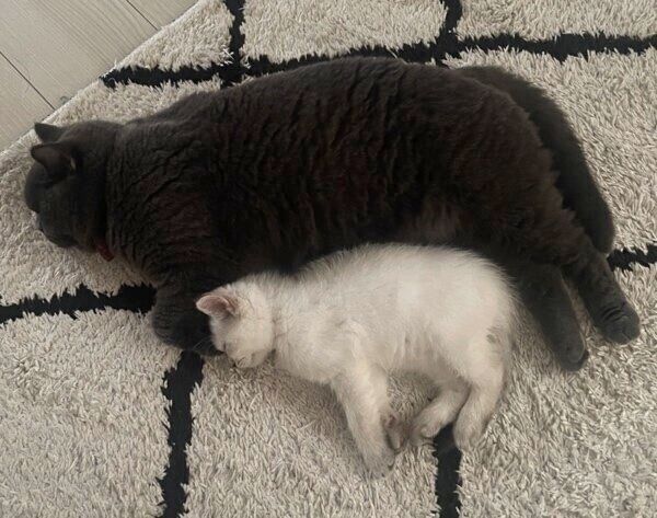 この日もぴったりくっついて眠る瑠璃ちゃんと藍くん