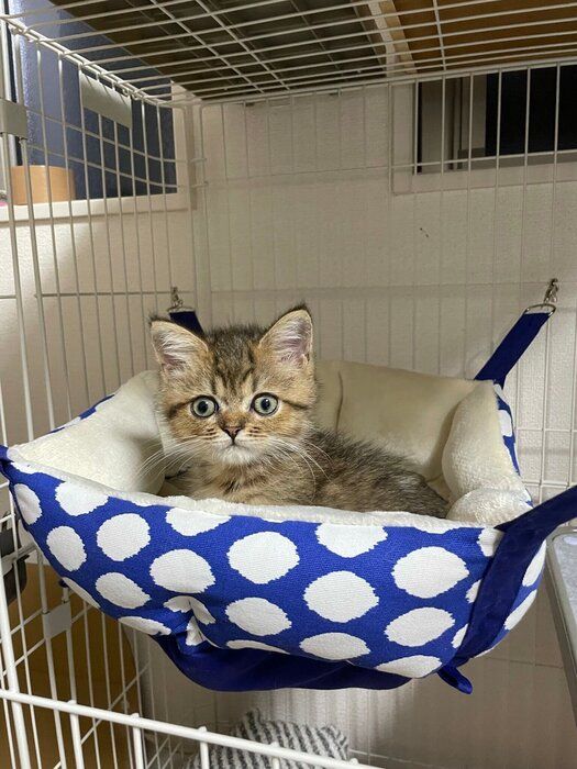 ハンモックでくつろぐミヌエットの子猫