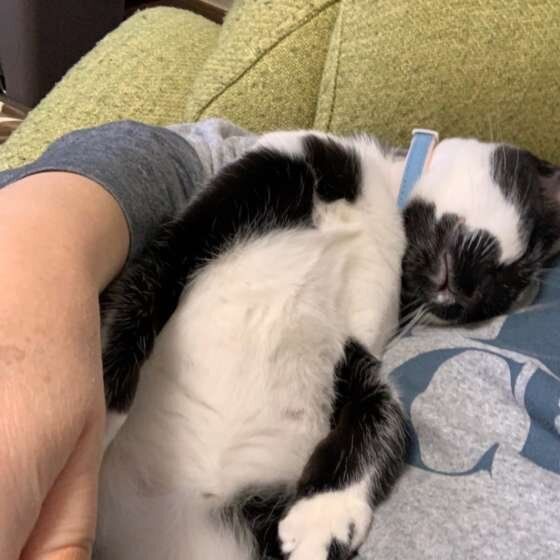 添い寝する猫