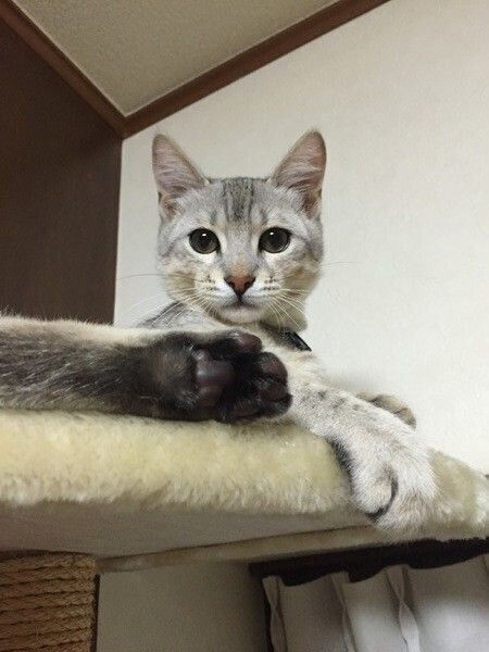 オシキャット