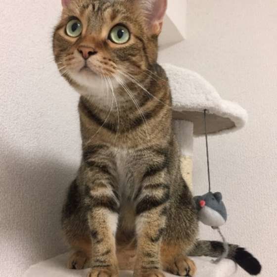 猫タワーから何かを見つめる猫(アメリカンショートヘア、メス)