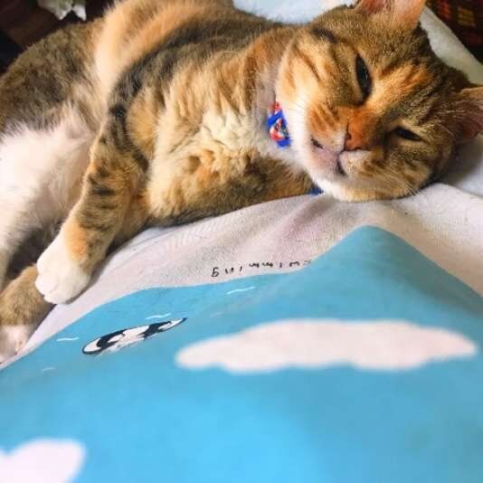 うっとり顔のキジトラ猫