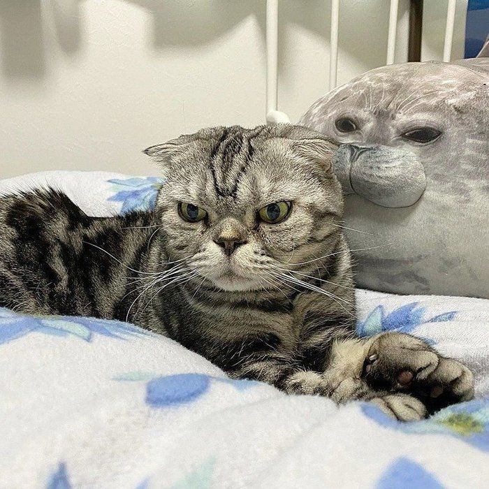 @tacos_cat
