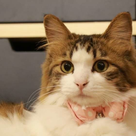 見つめる猫