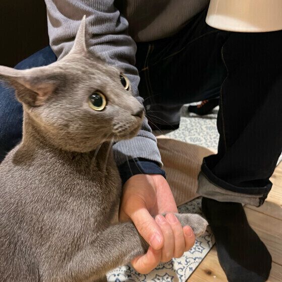 ロシアンブルーのグレアくん