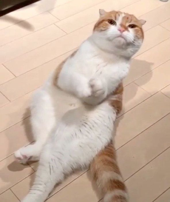 おねだりポーズをするスコティッシュフォールド