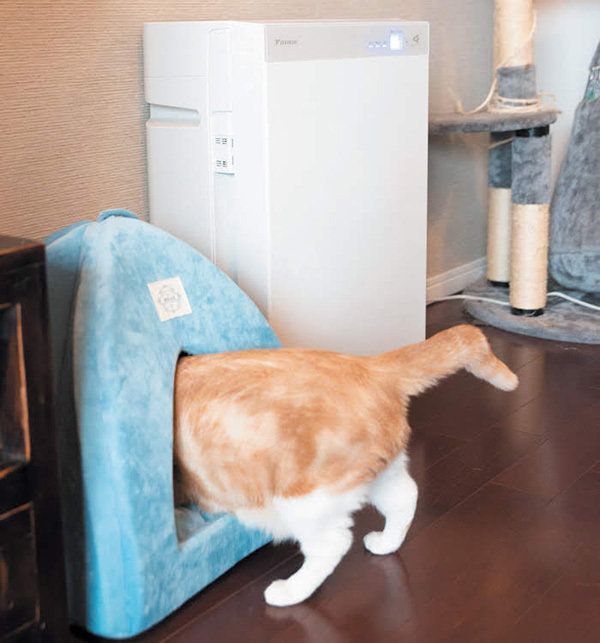 猫ベッドに入る猫/2018年11月号「ねこのきもち」
