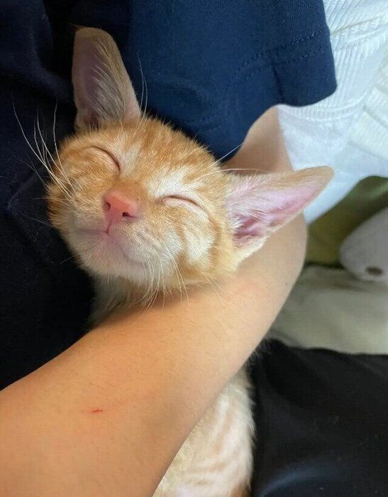 生後約3カ月の猫