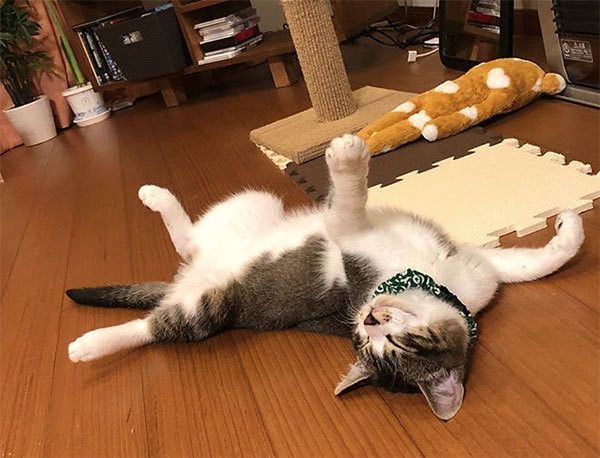 眠る猫