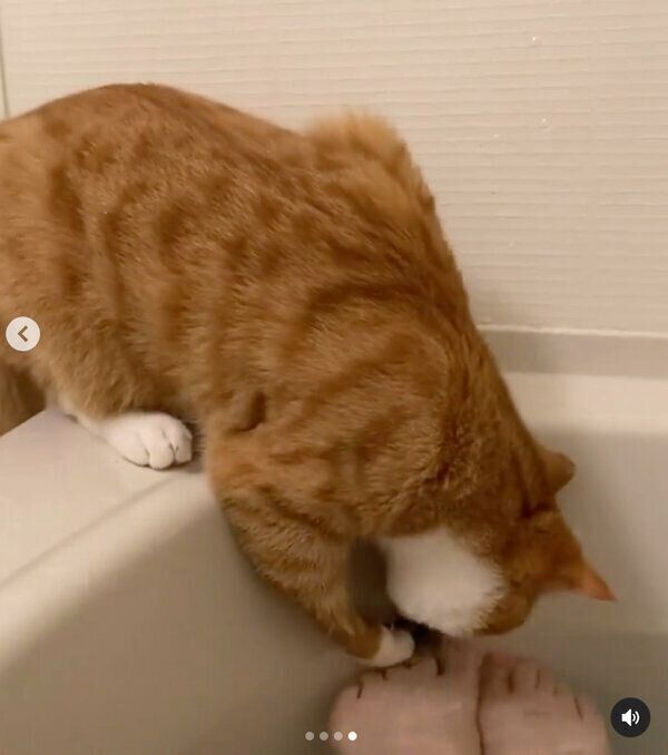 湯船に落ちたねずみが気になるいなりくん