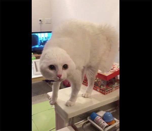 飼い主さんのスクワット姿を威嚇するハク様