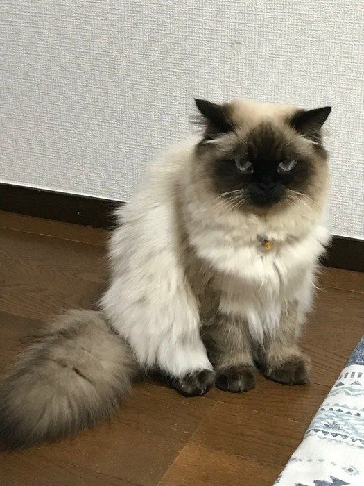 お座りするヒマラヤン