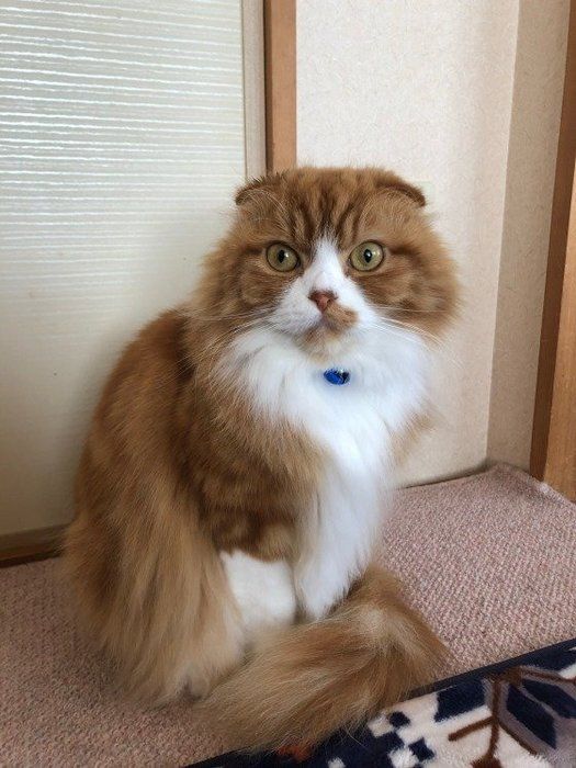 青い首輪をしたスコティッシュフォールド