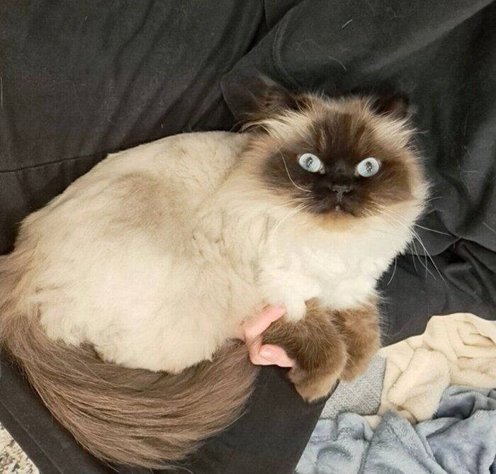 サマーカットですっきりのハルくん。