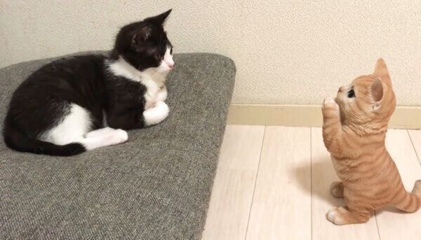 子猫の置物を見つめるむーくん