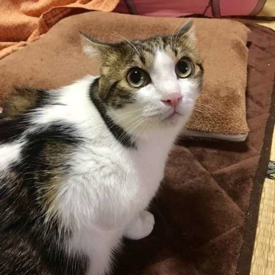 ケイちゃんのイカ耳
