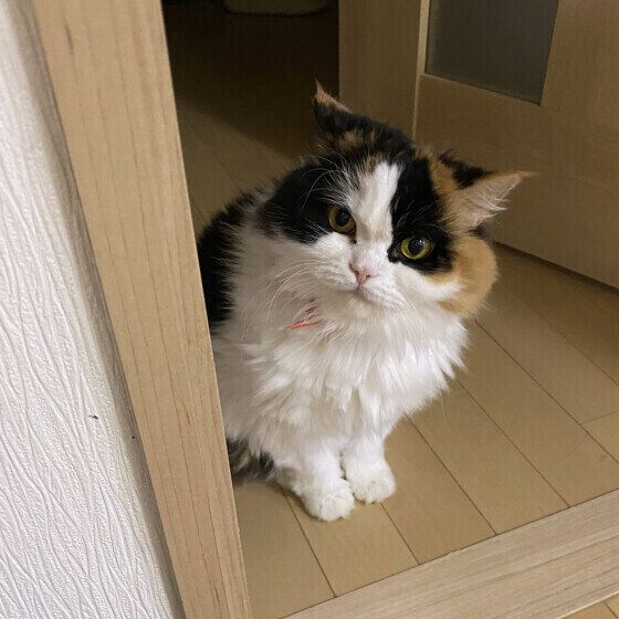 ペルシャのココちゃん