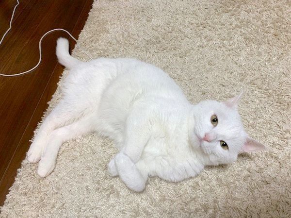 寝転がる猫
