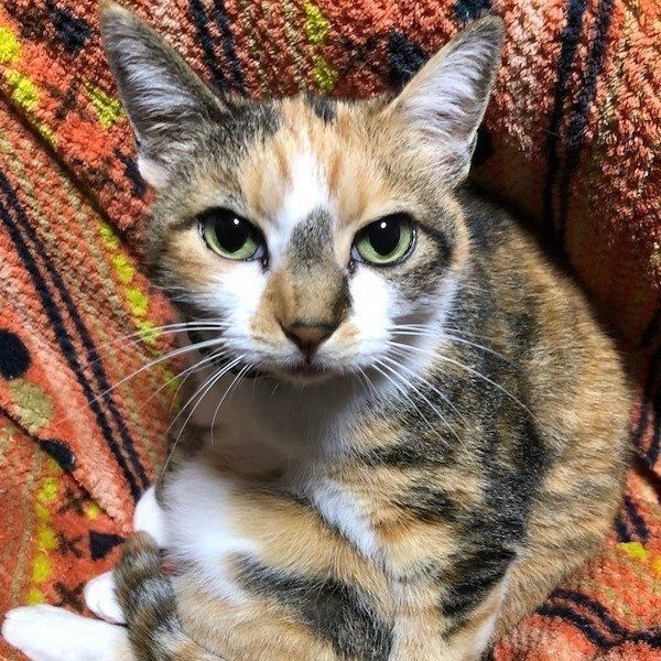 見つめる三毛猫