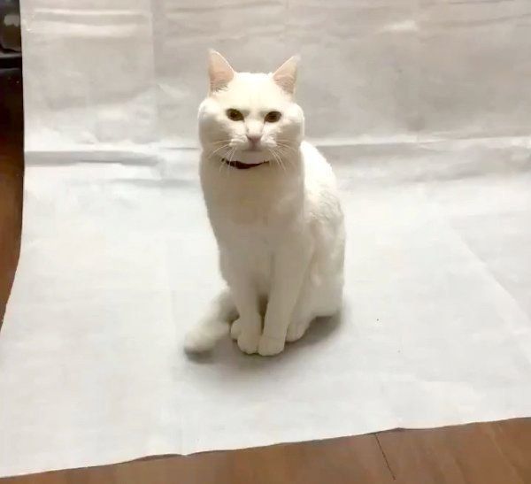 ポーズをキメるハク様