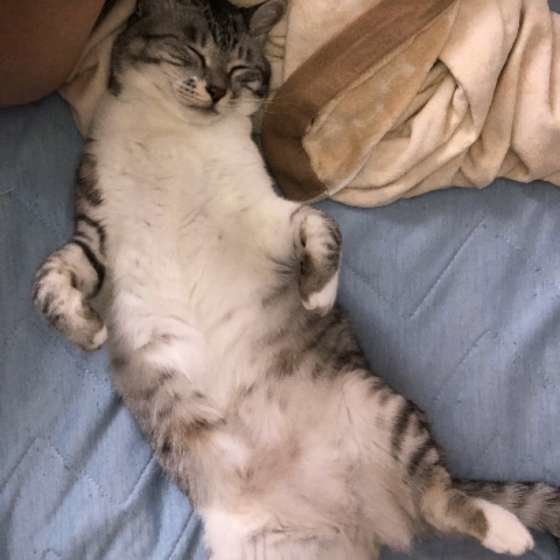 仰向けになっているララ