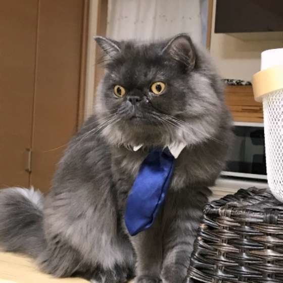 エキゾチックショートヘアの力くん