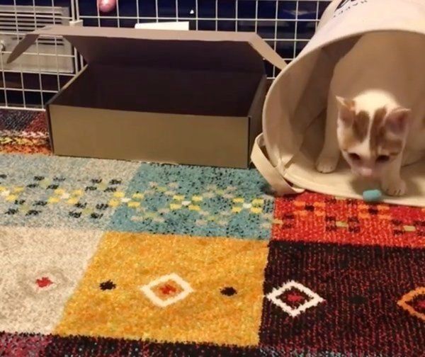 ボールを追いかける猫