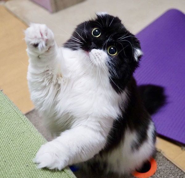 すこんぶちゃん