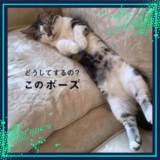 マンチカンのバロンちゃん