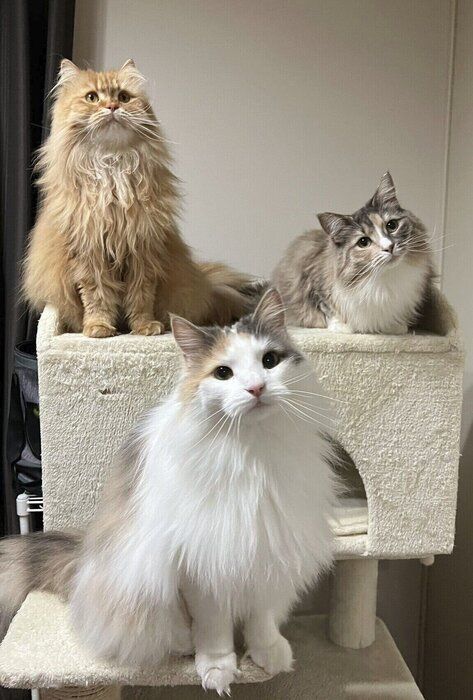 キャットタワーにいる3匹の愛猫たち　カメラ目線バッチリでかわいい