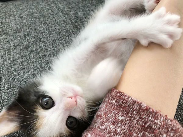 見つめる子猫