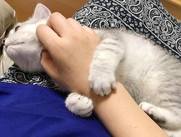 膝に乗る猫
