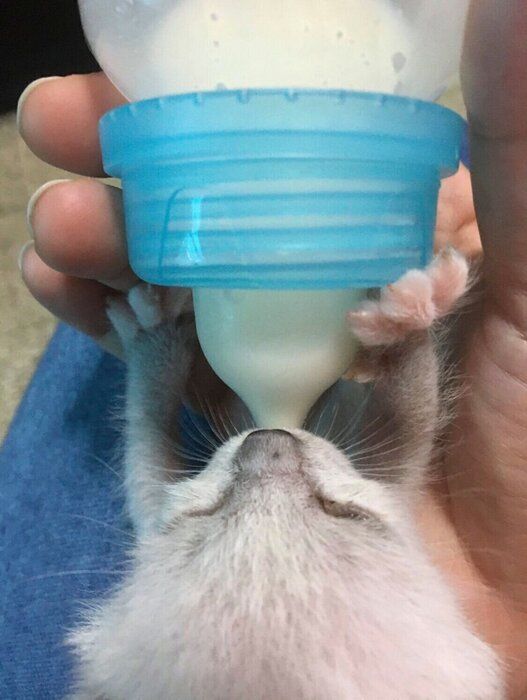 飼い主さんにミルクをもらうおもちちゃん