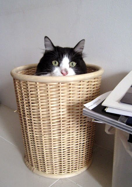 かごに入る猫