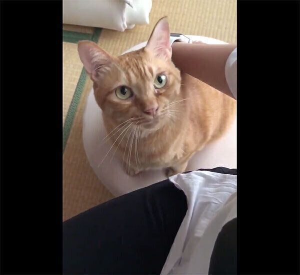 抱っこしてほしいニャジラくん