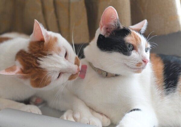 冬毛になる前のポッケくんとニケちゃん