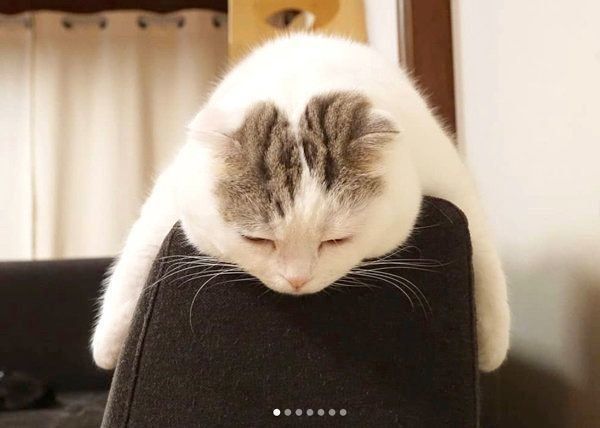 ぐでるライくん