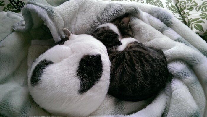 アンモニャイトする猫